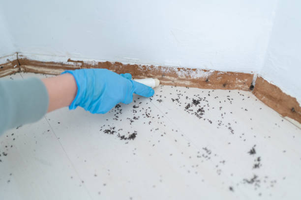 Best Wasp Removal Services  in Lloyd Harbor, NY